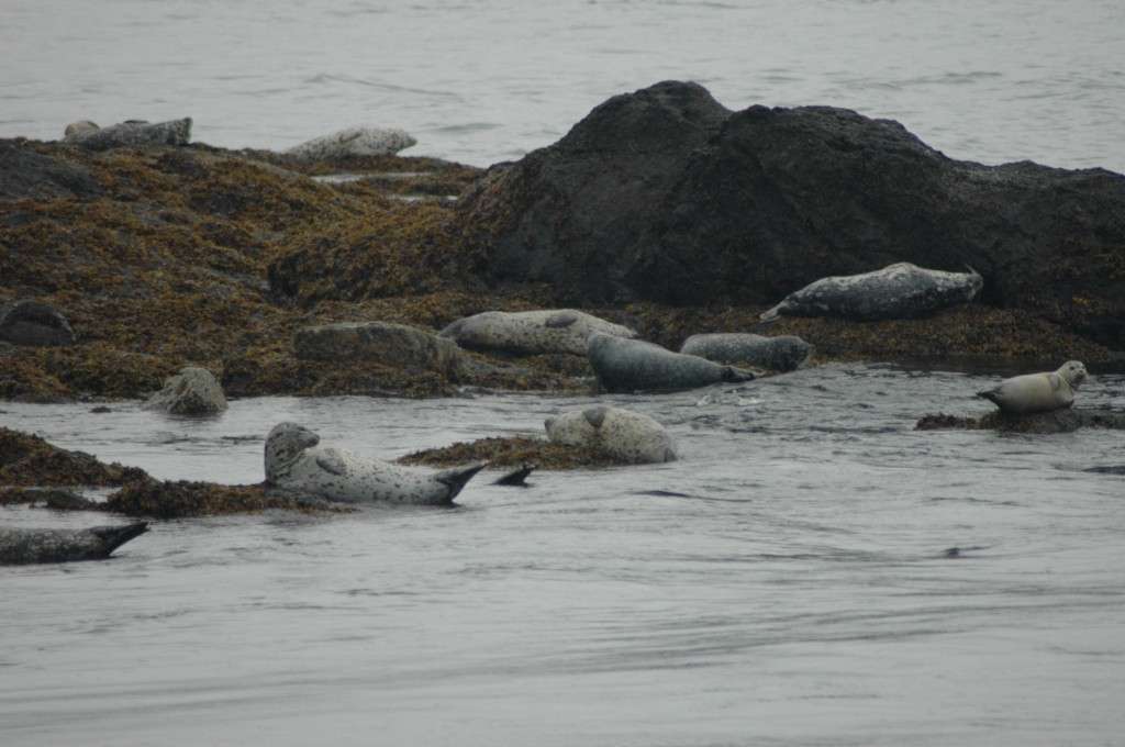 Harbor seals on Sentinel rock